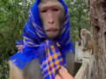 малпа