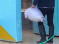 мыть кота