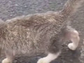 симулянт