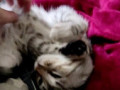 Котенка