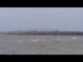 Бакланы над Байкалом