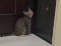 кот и кот
