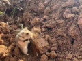 хома