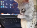 Удивительный зверек Генета