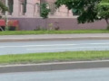 На проспекте Вернадского лиса с воронами играет в догонялки