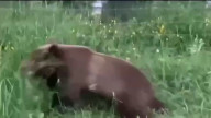 Медведь на дороге 1