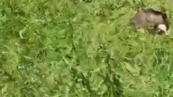 Овцы, собаки и медведь.