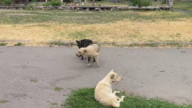 В жопе нога