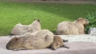 Капибары из Московского зоопарка олицетворяют настроение грядущих выходных
