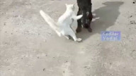 No messing around these two gangstah cats