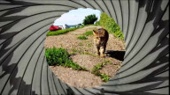 Британский кот Мач