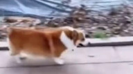 Обманщик