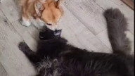 Между котовторником и собакочетвергом