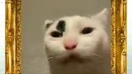 мем кот