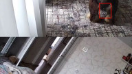 Собачье бесоебство