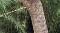Ловкие котейки