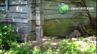 Лесной кот